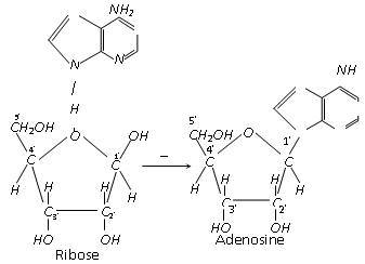 362_composition of nucleic acid5.png